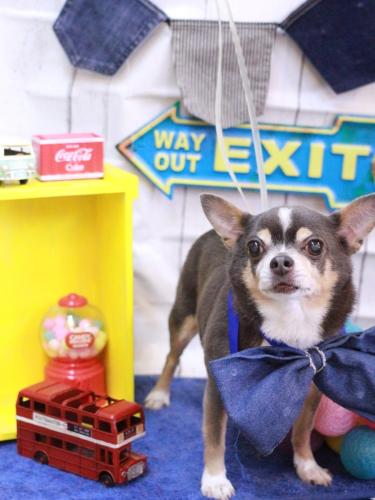 20230408メルくん